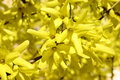 Free Yellow Royalty Free Stock Photos - 808148