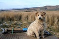 Free Working Terrier Stock Photo - 809390