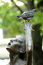 Free Pigeon And Statue Royalty Free Stock Photo - 800255