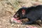 Free Licking Tasmanian Devil Royalty Free Stock Photography - 807487