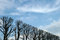Free Naked Tree In City In Springtime Royalty Free Stock Images - 807599