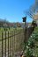 Free On The Other Side Of The Fence Royalty Free Stock Image - 809806