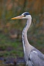 Free Grey Heron Stock Photo - 8003360