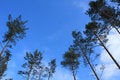 Free Top Trees On Blue Sky Background Stock Photo - 8004370