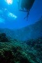 Free Free Divers Royalty Free Stock Photo - 8004605