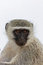 Free Vervet Monkey Royalty Free Stock Image - 8002456