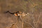 Free Greater Kudu Stock Photography - 8002862
