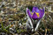 Free Pasque Flower Royalty Free Stock Photos - 8006538