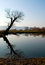 Free Lonely Tree Stock Photography - 8006952