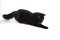 Free Black Cat On A White Background Royalty Free Stock Images - 8009679