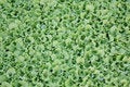 Free Lettuce Stock Photos - 8010443