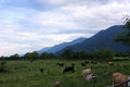 Free The Farm Stock Photo - 8019370