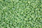 Free Lettuce Stock Photos - 8010443