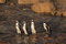Free African Penguins Royalty Free Stock Photos - 8016078
