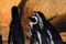 Free African Penguins Stock Photography - 8016112
