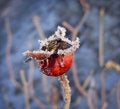 Free Ice-covered Hip Stock Photography - 8022202