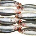 Free Group Of Sprats Head To Head Stock Photography - 8023802