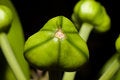 Free Seed Capsule Stock Photo - 8024600