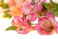 Free Orchids Closeup On White Royalty Free Stock Images - 8025539