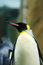 Free A Penguin Stock Images - 8022834