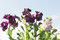Free The Violet Flower In Spring Royalty Free Stock Photos - 8027118