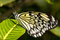Free Tree Nymph Butterfly (Idea Leuconoe) Royalty Free Stock Photography - 8029037