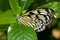 Free Tree Nymph Butterfly (Idea Leuconoe) Stock Photography - 8029042