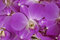 Free Pink Orchid Stock Images - 8029494