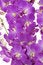 Free Pink Orchid Stock Image - 8029511