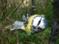 Free Blue Tit Stock Photos - 8030233