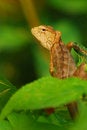 Free Lizard Royalty Free Stock Images - 8034089