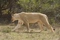 Free Focused Hunter Royalty Free Stock Photo - 8034965