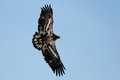 Free Wild Bald Eagle Against Blue Sky Royalty Free Stock Photos - 8035318