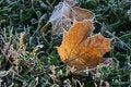 Free Hoar-frost Stock Photo - 8039390