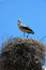 Free Stork In Nest Stock Photos - 8030643