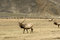 Free Herd Of Elk Royalty Free Stock Photo - 8034355