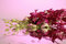 Free Violet Orchids Royalty Free Stock Photography - 8035587
