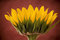 Free Yellow Sunflower Blossom Stock Image - 8037221