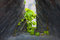 Free Ivy Sprout At The Loophole. Royalty Free Stock Images - 8038129