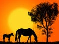 Free Horse Pasture Stock Photo - 8041200