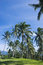 Free Coconut Trees Royalty Free Stock Photography - 8040557