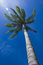Free Coconut Tree Royalty Free Stock Photography - 8040567
