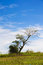 Free Lone Tree Stock Photography - 8040642