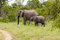 Free Elephant With Baby Elephant Royalty Free Stock Image - 8043646