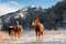 Free Horse In Morning Stock Photos - 8047193