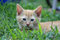 Free Tabby Kitten Stock Image - 8049231