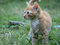 Free Tabby Kitten Stock Photo - 8049240