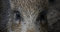 Free Boar S Eyes Stock Images - 8049264