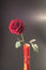 Free Single Red Rose Stock Image - 8049611