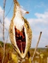 Free Seed Royalty Free Stock Image - 8050716